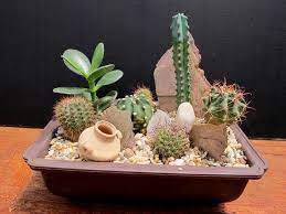 Cactus, echeverias y aloes varios. Pin De Ute Leidel En Jardin Suculentas Cactus Y Suculentas Plantas Suculentas