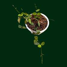 Image result for Rothia hirsuta