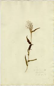 Image result for Panicum brevifolium