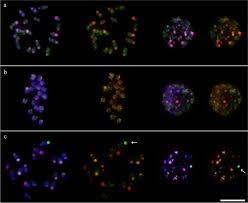 Image result for Cynodon incompletus