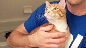 We did not find results for: How To Bathe A Cat Youtube
