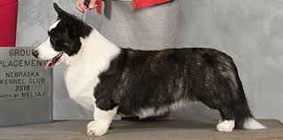 Black And White Cardigan Welsh Corgi Puppy Pin On Furry Babies