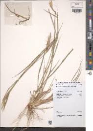 Image result for Dichanthium aristatum