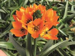Image result for Ornithogalum
