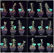 Image result for Aeollanthus repens