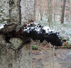 In botany, the trunk (or bole) is the stem and main wooden axis of a tree, which is an important feature in tree identification, and which often differs markedly from the bottom of the trunk to the top, depending on the species. Is This Chaga A Key For Identifying This Remarkable Fungus Wild Foodism