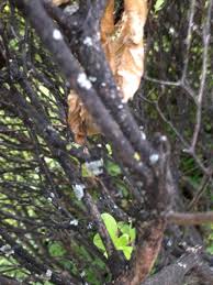 Scraping the scales off of the rhododendron effectively eliminates them. Azalea Bush 344888 Ask Extension