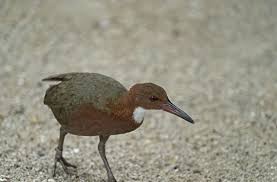 Maybe you would like to learn more about one of these? Extinct Bird Re Evolved Itself Back Into Existence On Island In Seychelles World Report Us News