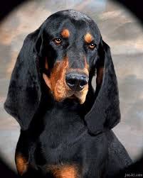Black And Tan Catahoula Leopard Dog Pin On Animals Canine
