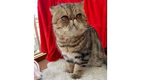 An exotic shorthair cats and occasionally persian cats cattery, purfurvid cattery exclusively registers and shows in cfa and combines quality exotic shorthair and persian lines which include cfa grand champions, distinguished merits, national winners and regional winners. Exotics Breeders Australia Exotics Info Kittens