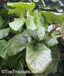 Image result for Nesaea polycephala