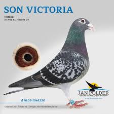Home Top Pigeons Marathon Masters Jan Polder Racing Pigeons For Sale Pigeon Pigeons For Sale