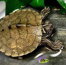 Mississippi Map Turtle For Sale Baby Map Turtles For Sale Online Where To Buy Map Turtle For Sale Map Turtle Price