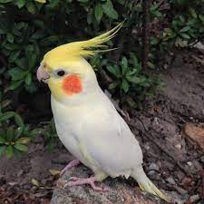 belo recatado e do lar cockatiel parrot animals