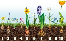 Dahlie, hahnenfuß (ranunculus), frühlingsstern (ipheion), gartengloxinie (incarvillea delavayi), indisches blumenrohr (canna indica), gladiole, glücksklee (oxalis), ismene, jakobslilie (sprekelia formosissima), taglilie (hemerocallis), sterngladiole, tuberose (agave polianthes) und sparaxis. Blumenzwiebeln Im Herbst Pflanzen Bauhaus Schweiz Blumenzwiebeln Pflanzen Blumenzwiebeln Tulpen Pflanzen