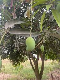 Image result for Mangifera