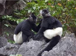 Asia Delacour S Langur Trachypithecus Delacouri Biodiversity Of Cuc Phuong National Park The Vegetation O Cuc Phuong National Park Mammals National Parks