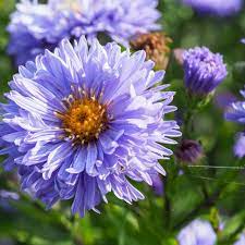 Aster Novi Belgii Marie Ballard By Angiec Acrylic Prints Sale Artwork Fine Art America