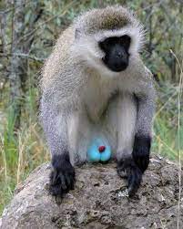 O MACACO DE TESTÍCULOS AZUIS O Macaco vervet (Chlorocebus pygerythrus),  também muito divulgado como "o macaco do ovo azul", é um primata nativo da  África com uma característica diferente. Na natureza, é