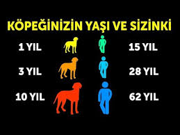 Kopekler Kac Yil Yasar Kopeklerin Ortalama Omru Youtube