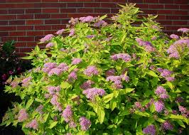 Image result for spirea japonica gold princess