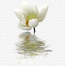 Check spelling or type a new query. A Lotus Flower Transparent On The Water Lotus Flowers White Png Image With Transparent Background Toppng