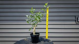 Image result for Commiphora angolensis