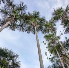 Image result for Chironia flexuosa