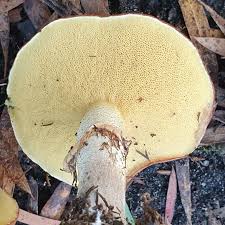 Image result for Suillus sp.