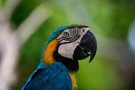 Select from premium bali indonesia images of the highest quality. Animals In Bali Bird Park Bird Animals Bali