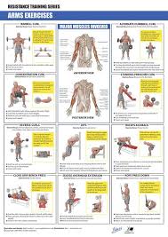 Fit and lift gym center. Best 25 Arm Muscle Names Ideas On Pinterest Arm Dokterandalan