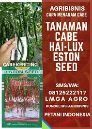 Agribisnis Tanaman Cabe Hai Lux Lmga Agro 08125222117 Sms Wa Toko Pertanian Lmga Agro Jual Bibit Cabe Merah Keriting Hai Lux Est Menanam Petani Tanaman