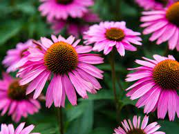 It has a fibrous root system, rather than the long taproot and. Coneflower Care Growing And Planting Purple Coneflower