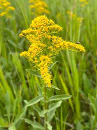 Image result for Solidago