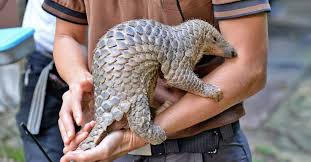 Tcm researchers and inventors continue to expand the number of applications of pangolin scales: China Accords Highest Level Of Protection To Pangolins After Covid 19 World News Manorama