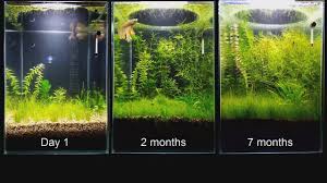 Update No Filter No Co2 No Ferts Mini Planted Tank Planted Aquarium Aquarium Aquarium Setup