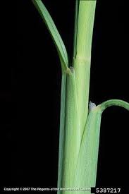 Image result for Chloris virgata