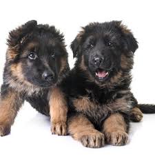 In this article, we will thoroughly explore the reasons for the range in cost of a german shepherd. How Much Do German Shepherd Puppies Cost German Shepherd Dog Hq