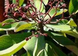 Image result for Euphorbia grantii