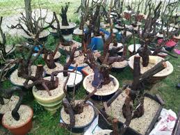 We did not find results for: Bonsai Cucur Atap Home Facebook