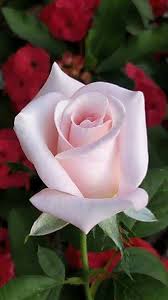 Image Result For Best Rose Flower In The World Love Flowers Hybrid Tea Roses Tea Roses