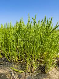 Image result for Salicornia perrieri