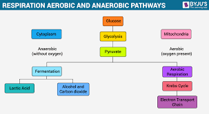 The tca cycle is the central component of the cellular respiration. Overview Of Cellular Respiration Aerobic Anaerobic Respiration