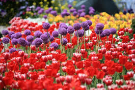 Bunga ini langsung dijadikan sebagai bunga nasional, sesaat setelah terlepas dari masa penjajahan bangsa jepang.bunga mugunghwa melambangkan perjalanan sejarah bangsa korea selatan serta menyimbolkan banyak peristiwa gemilang yang terlah diraih bangsa ini. Taman Bunga Di Korea Grantnsaipan