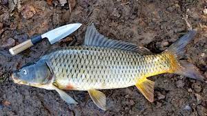 How To Catch Clean & Cook Carp - Simple Carp Recipe & Carp Fishing Tips -  Youtube