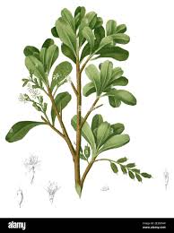 Image result for Lumnitzera racemosa