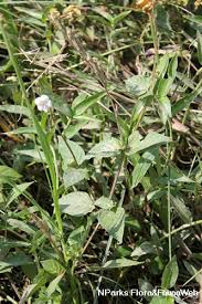 Image result for Asystasia sp. (Biegel 5184)