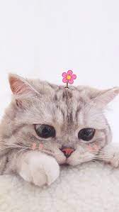 Pin Oleh Syifa Fitri Annisa Di Cute Wallpaper Anak Kucing Lucu Kucing Bayi Binatang Lucu