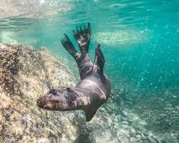 Cabo San Lucas Scuba Diving Tours Cabo
