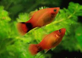 Care Guide For Platy Fish Feeding Breeding And Tank Mates In 2020 Platy Fish Aquarium Fish Aquarium